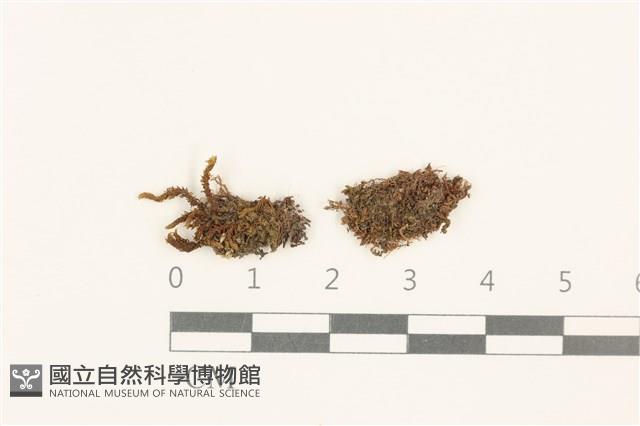 登錄號:B00009618藏品圖，第1張