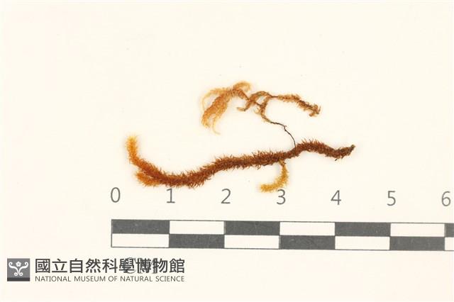 登錄號:B00004618藏品圖，第1張