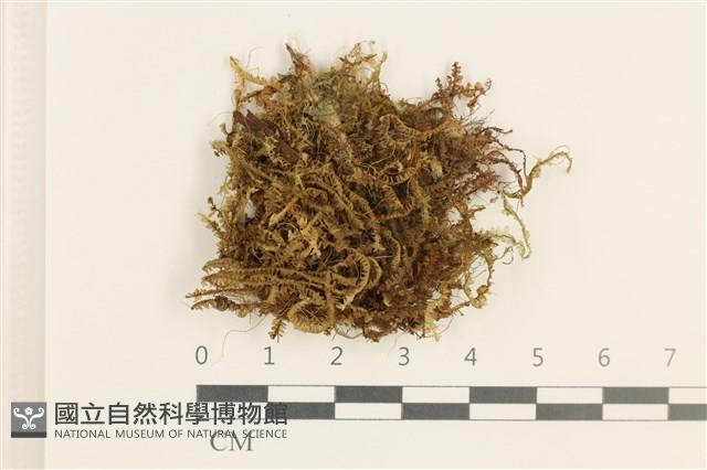 日本鞭苔藏品圖，第1張