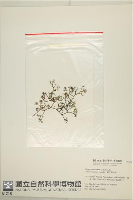刺叉網地藻藏品圖，第3張
