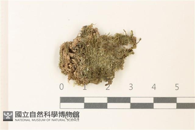 鉤瓣大萼苔藏品圖，第1張