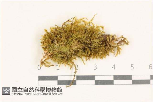 細葉櫛葉蘚, 毛葉梳蘚藏品圖，第1張