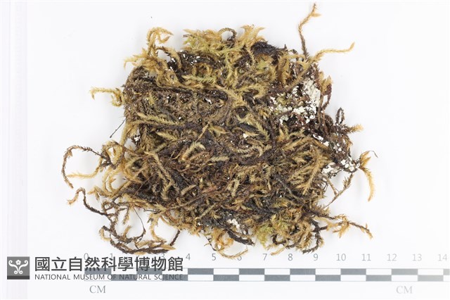 登錄號:B00008018藏品圖，第1張