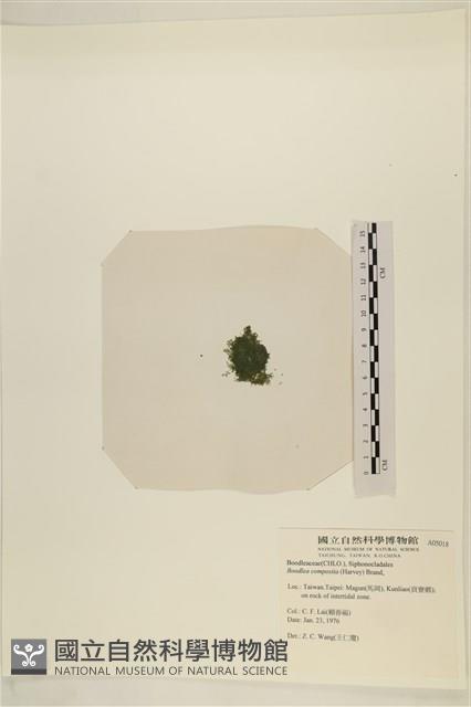 布氏藻藏品圖，第3張