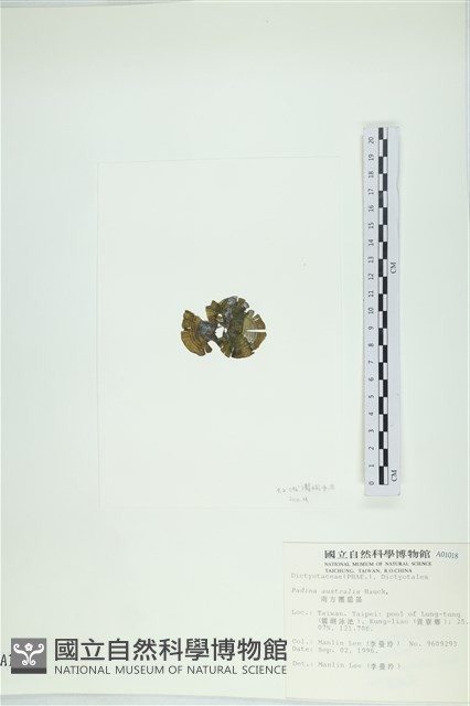 南方團扇藻藏品圖，第3張