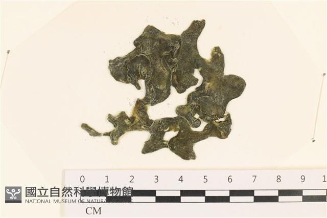 阿拉伯松藻藏品圖，第1張