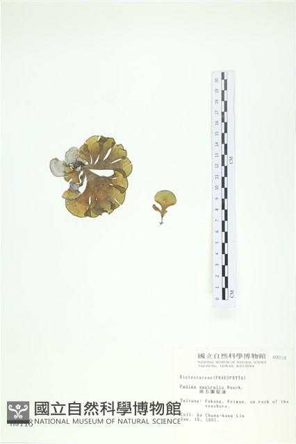 南方團扇藻藏品圖，第1張