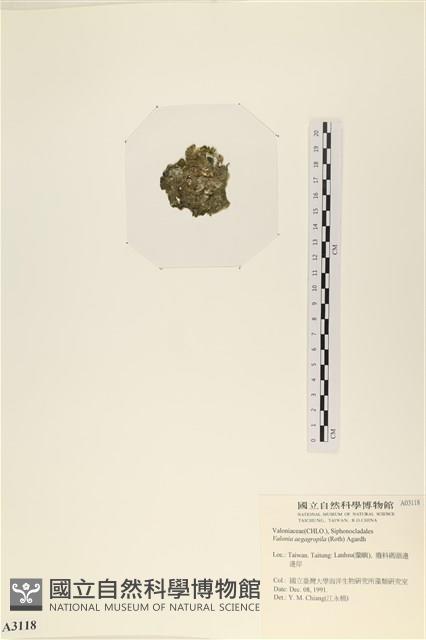 法囊藻藏品圖，第3張