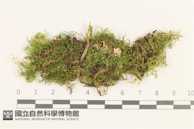 仰葉青蘚藏品圖，第1張