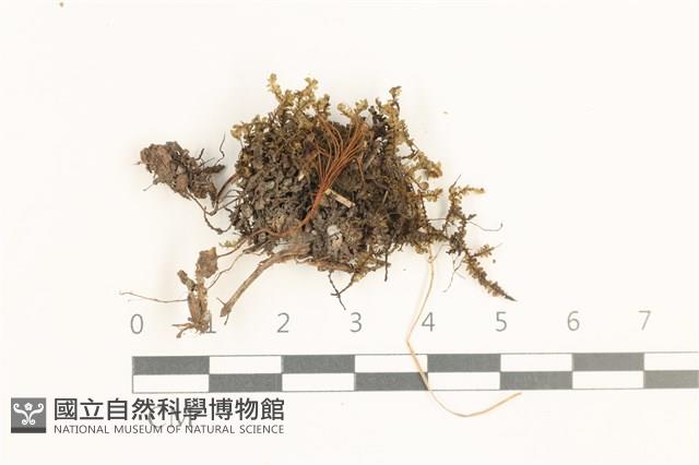 登錄號:B00019518藏品圖，第1張