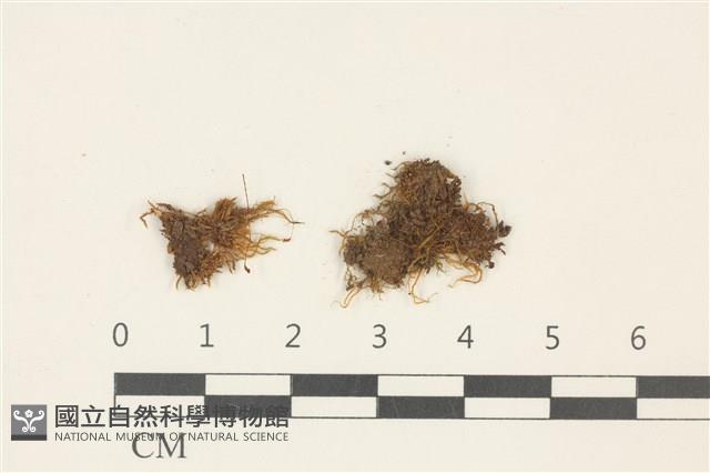 柳葉蘚藏品圖，第1張