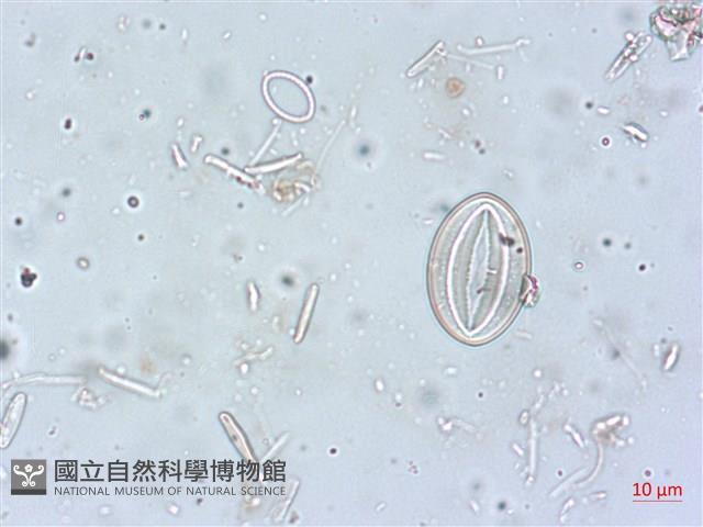 登錄號:A00004518藏品圖，第4張