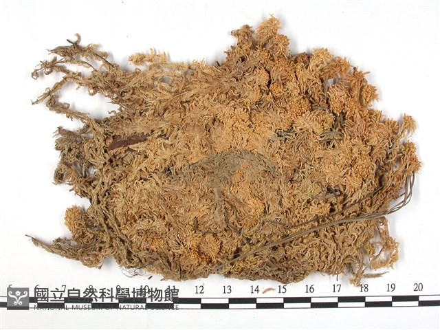 偏葉泥炭蘚藏品圖，第1張