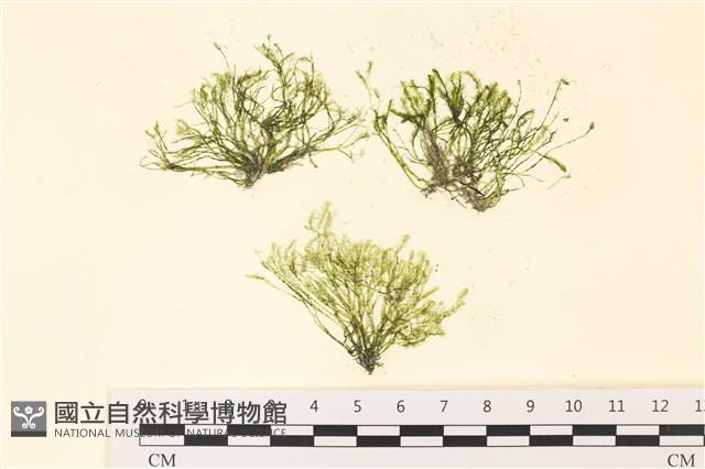 偏列羽藻藏品圖，第1張