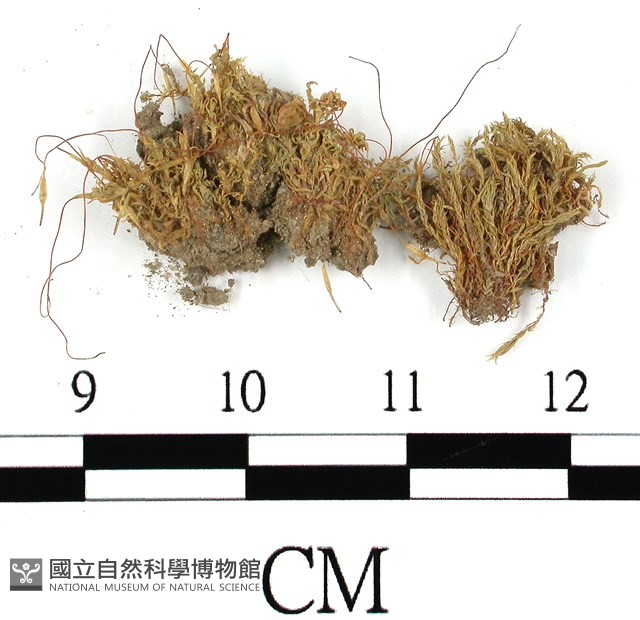 登錄號:B00013518藏品圖，第1張