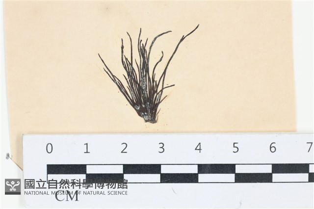 登錄號:A00003518藏品圖，第1張