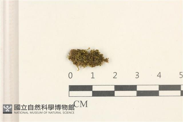 多胞裂萼苔藏品圖，第1張