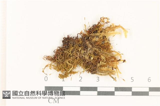 狗芽蘚藏品圖，第1張