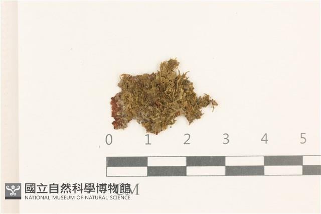 瓦葉唇鱗苔藏品圖，第1張