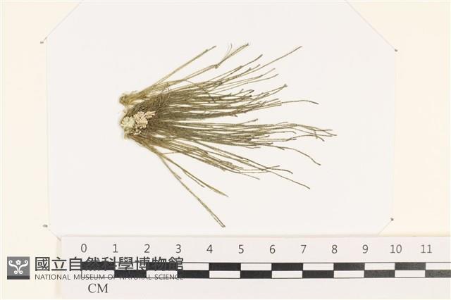 Accession Number:A00005418 Collection Image, Figure 1, Total 3 Figures