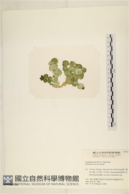 登錄號:A00004918藏品圖，第3張