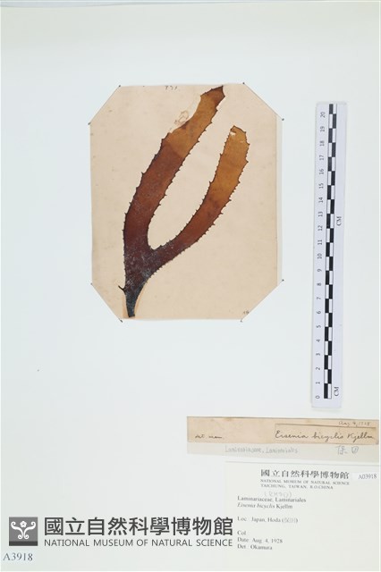 登錄號:A00003918藏品圖，第3張