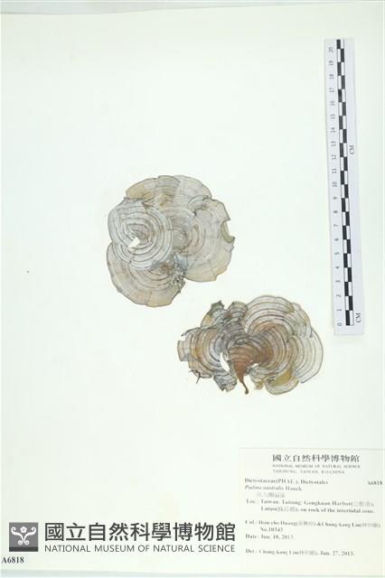 南方團扇藻藏品圖，第1張