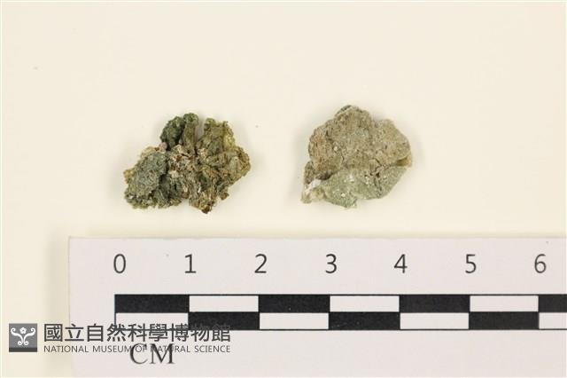 網球藻藏品圖，第1張