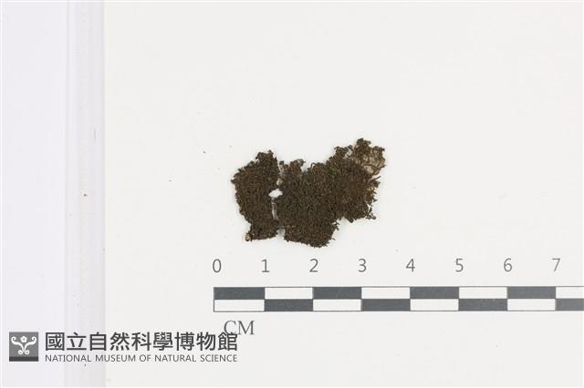 小頂鱗苔藏品圖，第1張