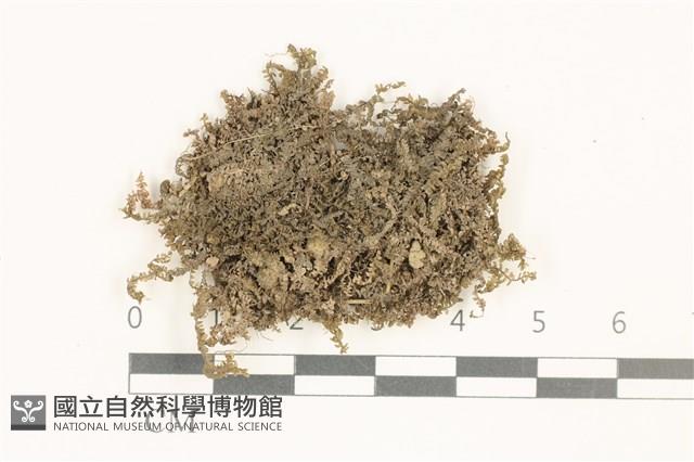 鞭苔,三裂鞭苔藏品圖，第1張