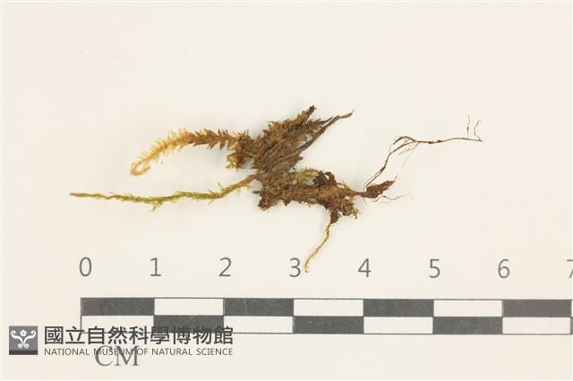 大濕原蘚藏品圖，第1張