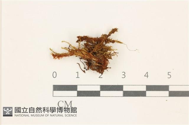 登錄號:B00013718藏品圖，第1張