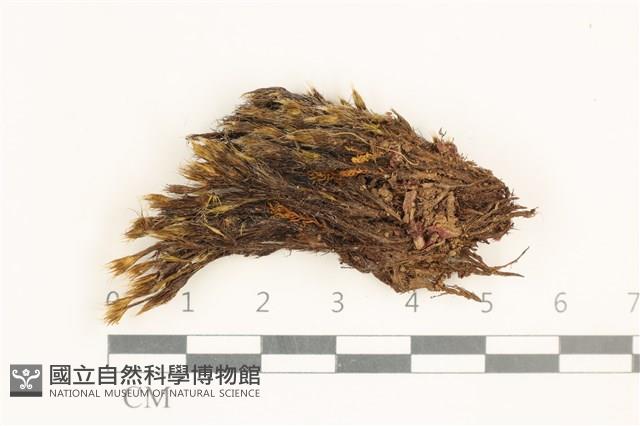 節莖曲柄蘚藏品圖，第1張