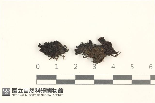 登錄號:B00004698藏品圖，第1張