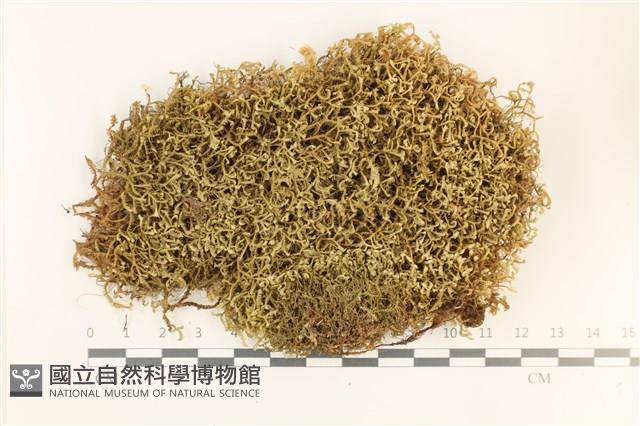 鞭苔,三裂鞭苔藏品圖，第1張