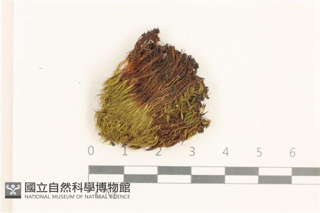 登錄號:B00021698藏品圖，第1張