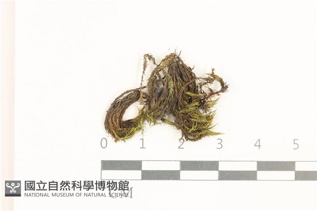 日本曲柄蘚藏品圖，第1張