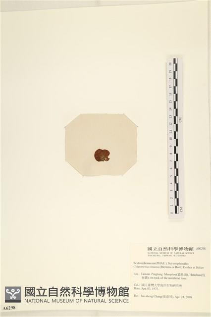 袋苔, 囊藻藏品圖，第3張
