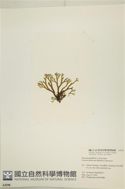 網目藻藏品圖，第3張