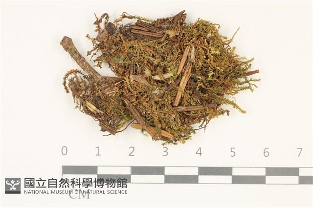 登錄號:B00015098藏品圖，第1張