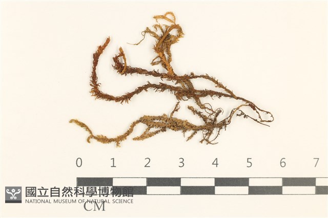 登錄號:B00005098藏品圖，第1張
