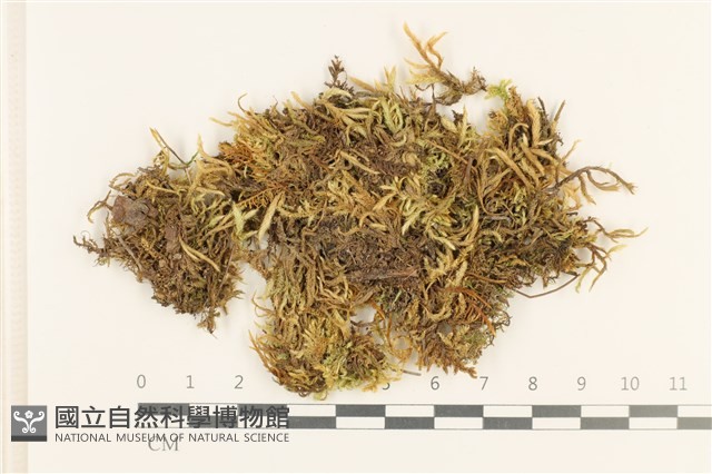 登錄號:B00013098藏品圖，第1張