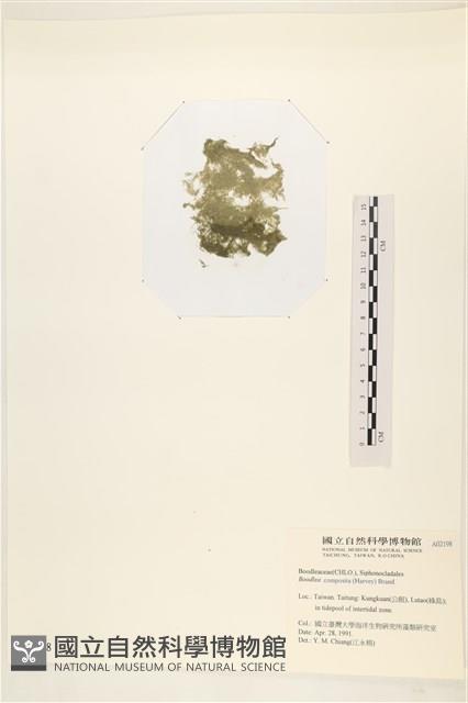 布氏藻藏品圖，第3張