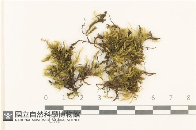 斜蒴蘚, 黃斜蒴蘚藏品圖，第1張