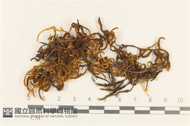 登錄號:B00007198藏品圖，第1張