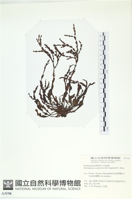 登錄號:A00003198藏品圖，第1張