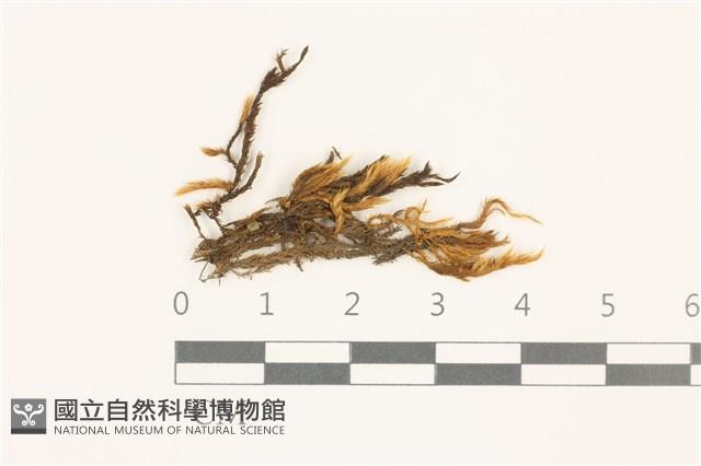 登錄號:B00009598藏品圖，第1張