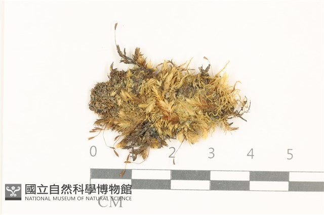 花錦蘚藏品圖，第1張