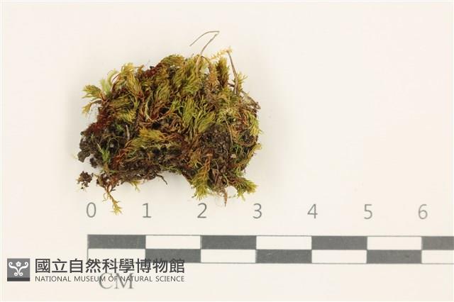 登錄號:B00005598藏品圖，第1張