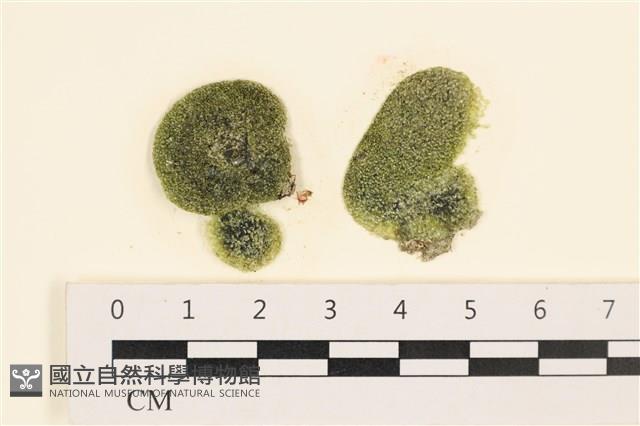 登錄號:A00005598藏品圖，第1張